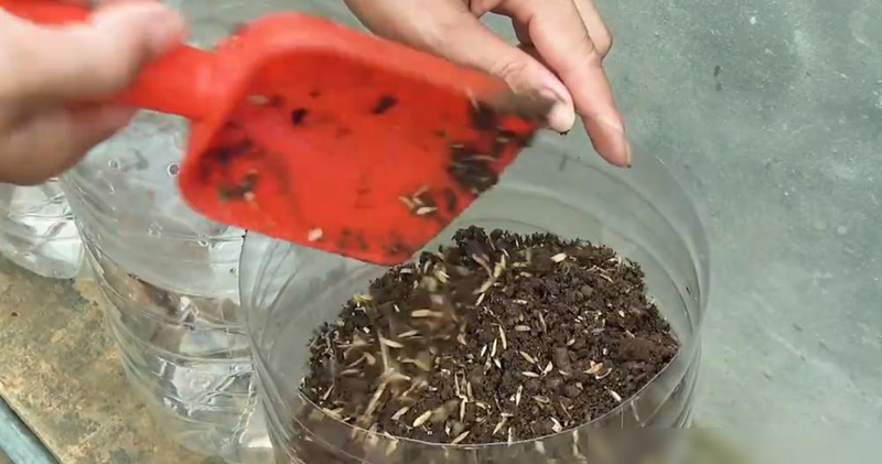 The way the potted cabbage is grown
