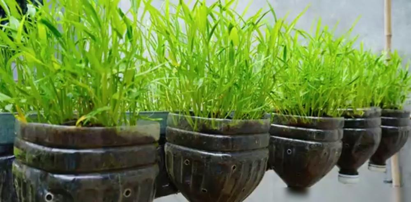 The way the potted cabbage is grown