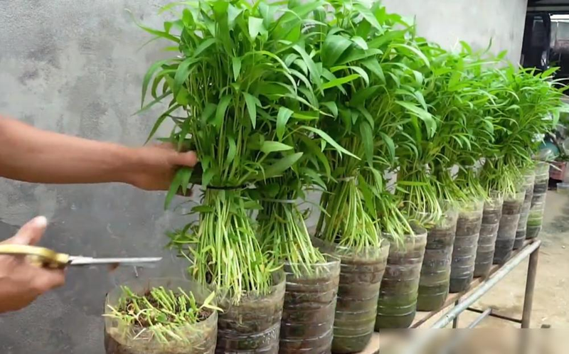 The way the potted cabbage is grown