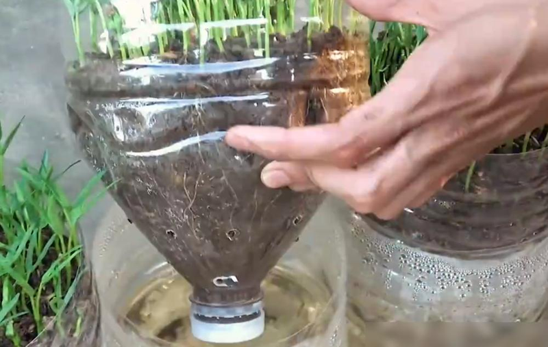 The way the potted cabbage is grown