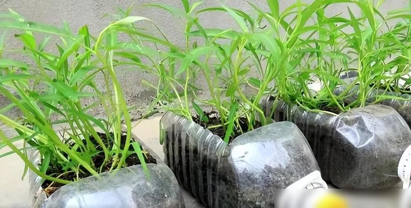 The way the potted cabbage is grown