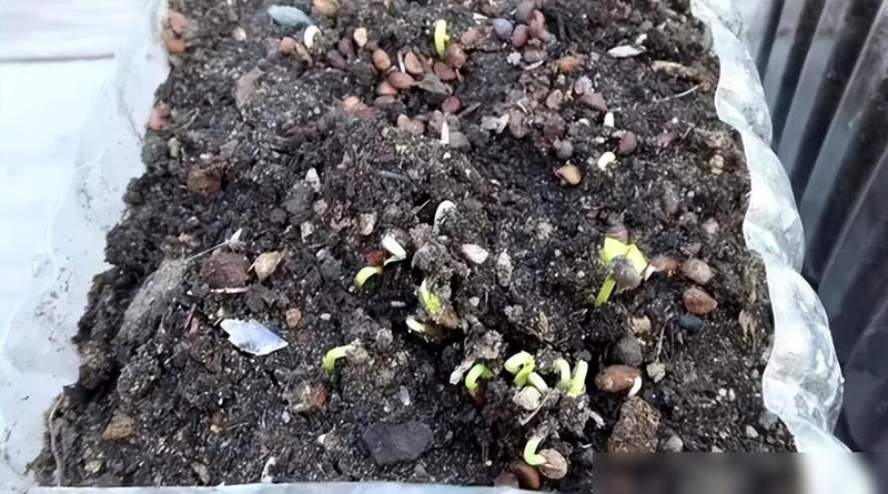 The way the potted cabbage is grown