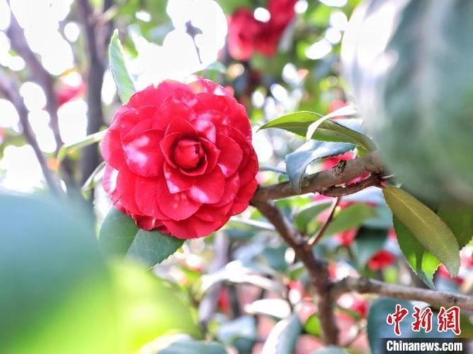 茶花的种植方法