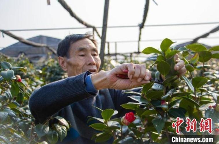 茶花的种植方法