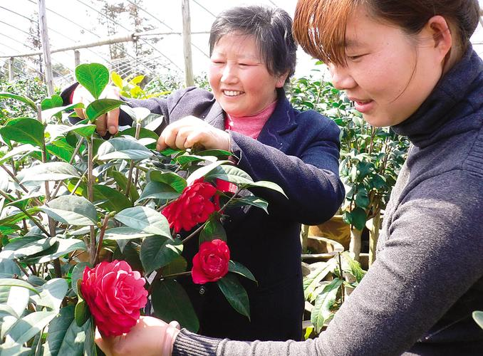 茶花的种植方法