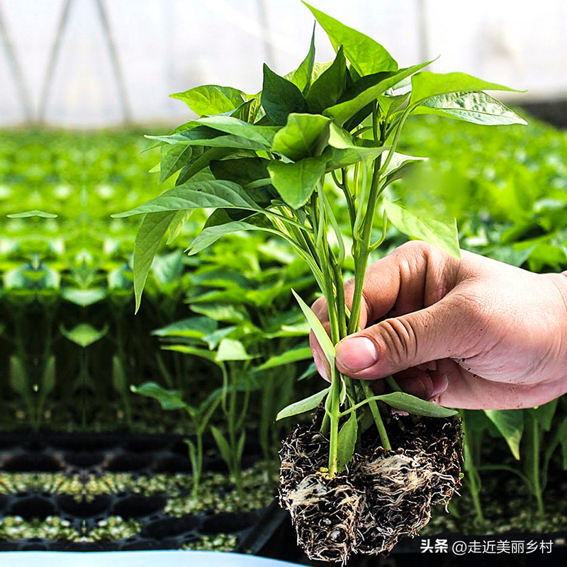 Four seasons of onion planting