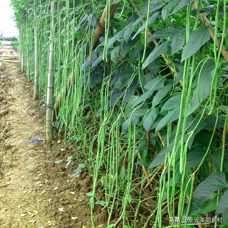 Four seasons of onion planting
