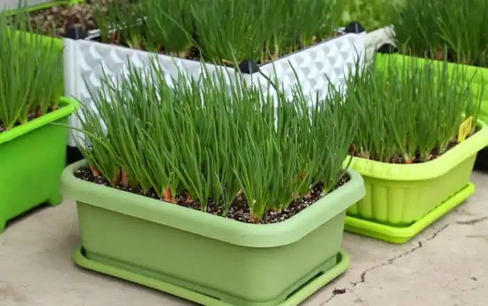Family balcony gardening