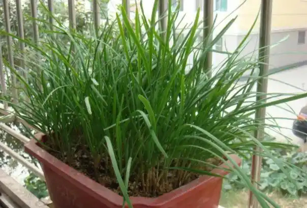 Family balcony gardening