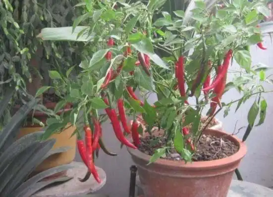 Family balcony gardening