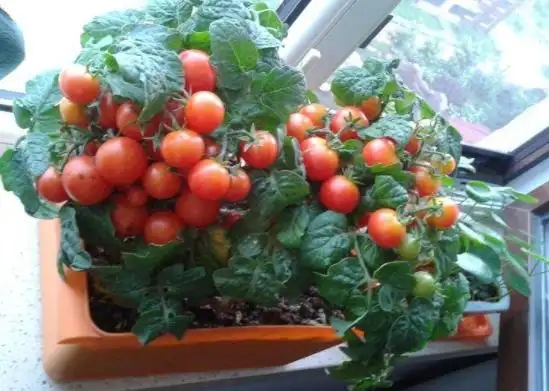 Family balcony gardening