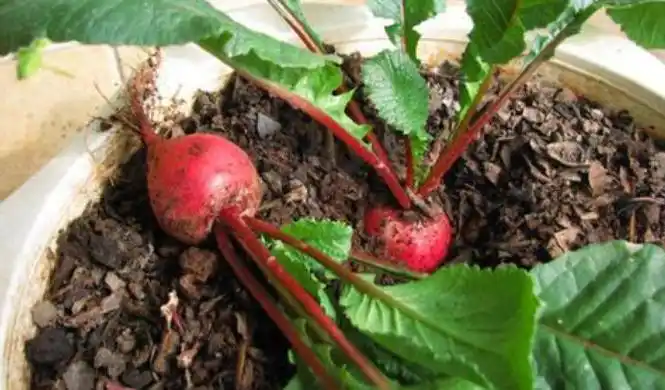 Family balcony gardening