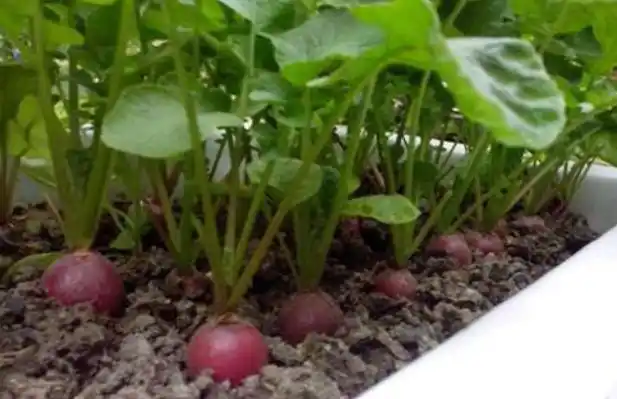 Family balcony gardening