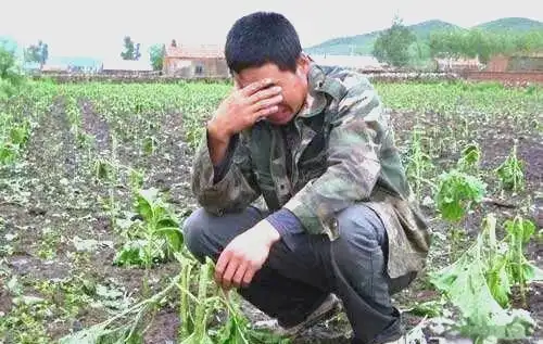 Picture of the moon growing vegetables
