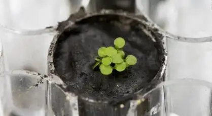 Picture of the moon growing vegetables