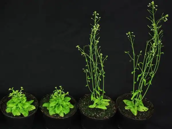 月球种植蔬菜图片