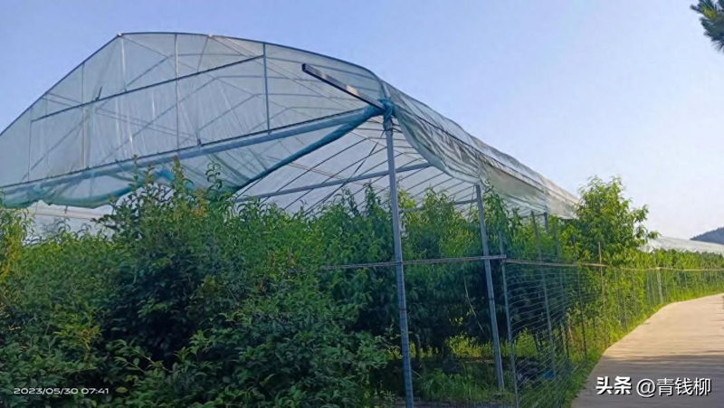 Peach tree planting techniques