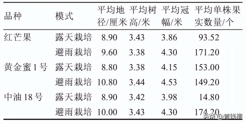 Peach tree planting techniques