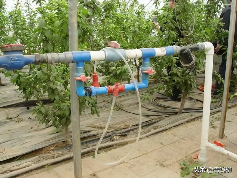 Peach tree planting techniques