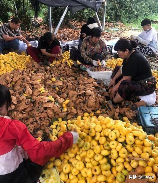 Peach tree planting techniques