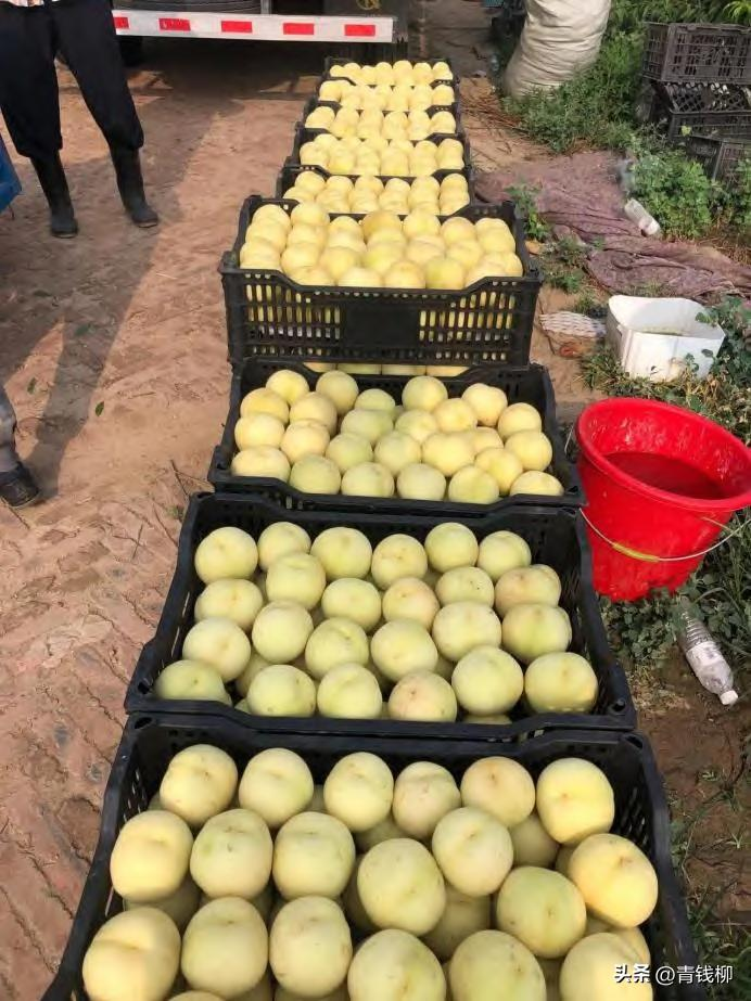 Peach tree planting techniques