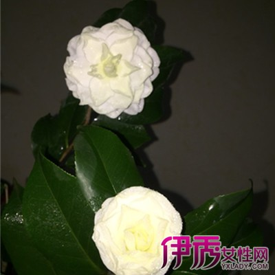 The method of planting tea flowers