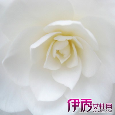 The method of planting tea flowers