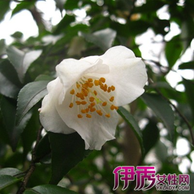 The method of planting tea flowers