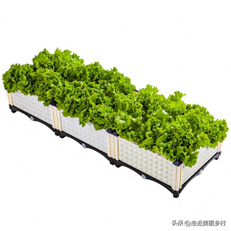 The way the potted cabbage is grown