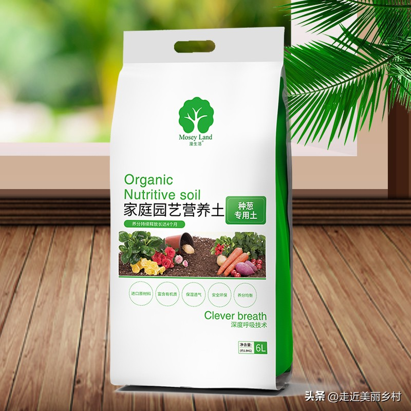 The way the potted cabbage is grown