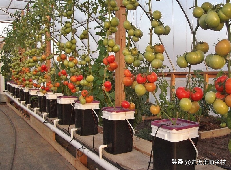 The way the potted cabbage is grown
