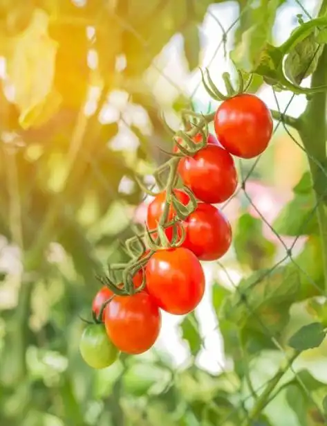 Family balcony gardening