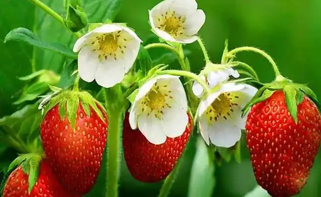Family balcony gardening