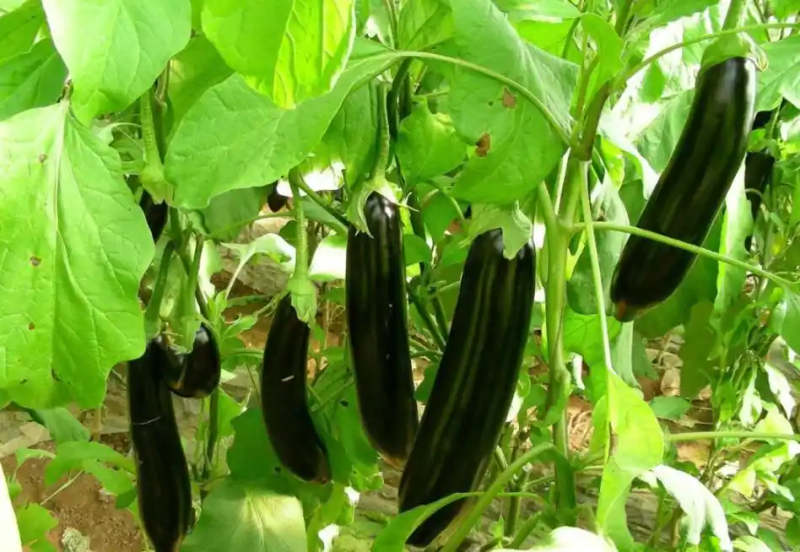 Family balcony gardening