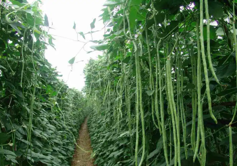 Family balcony gardening