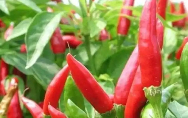 Family balcony gardening