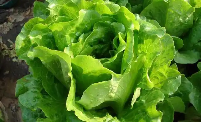 Family balcony gardening