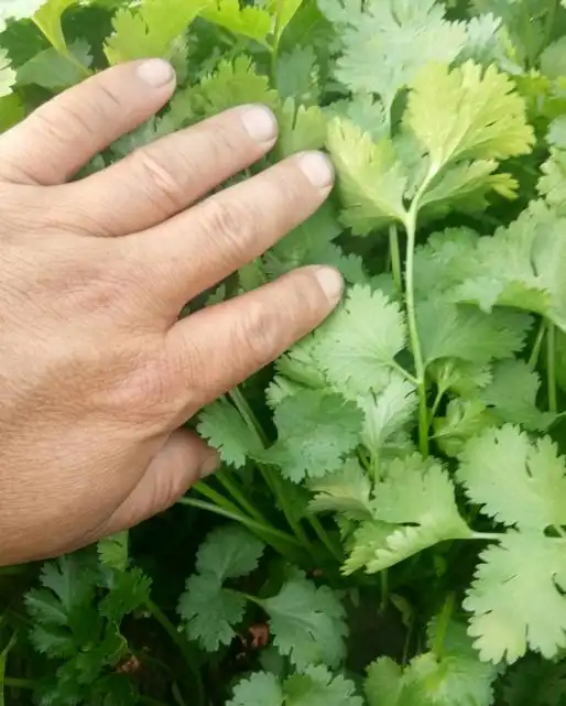 Family balcony gardening