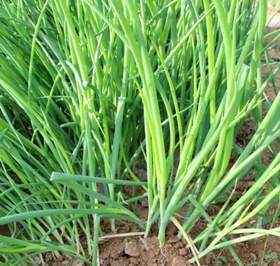 Family balcony gardening