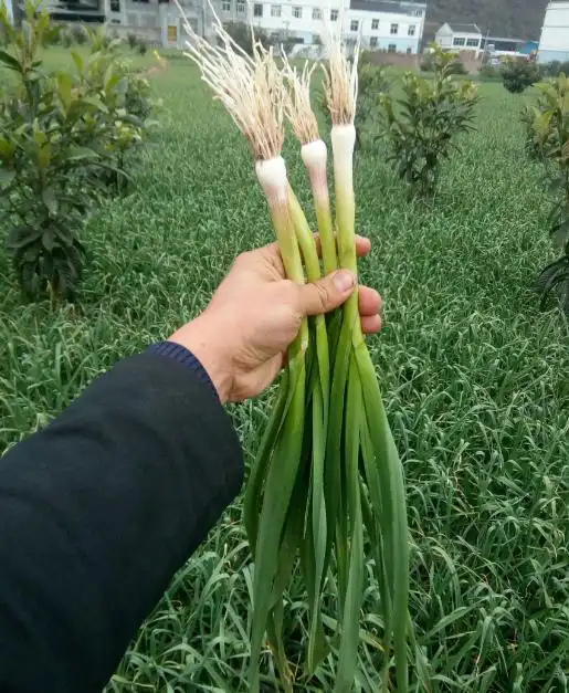 Family balcony gardening