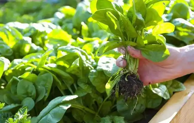 Family balcony gardening