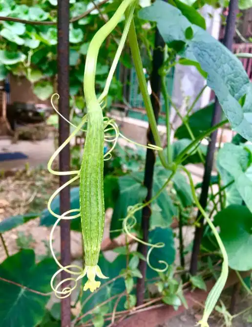 Family balcony gardening