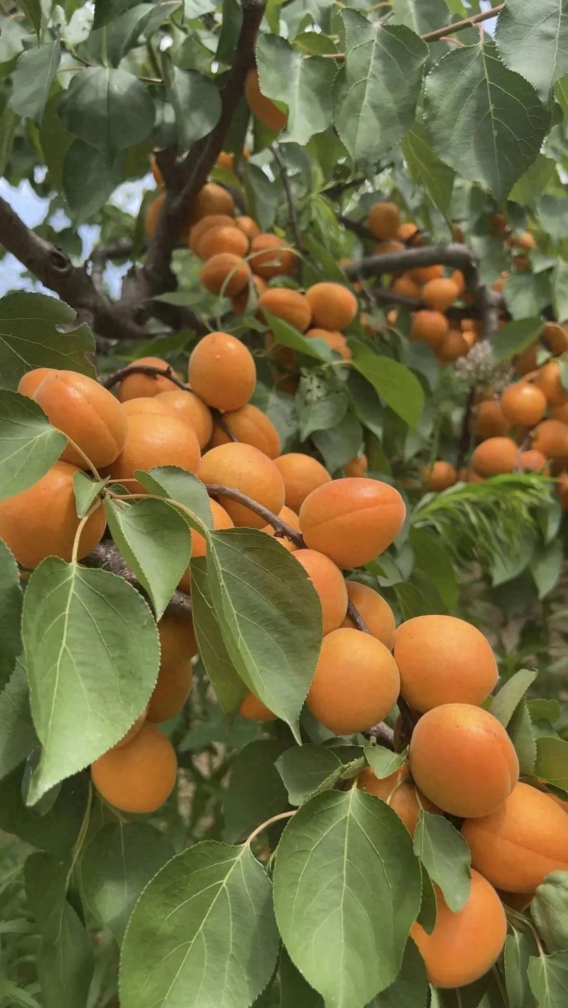 The method of planting the seedlings of yang