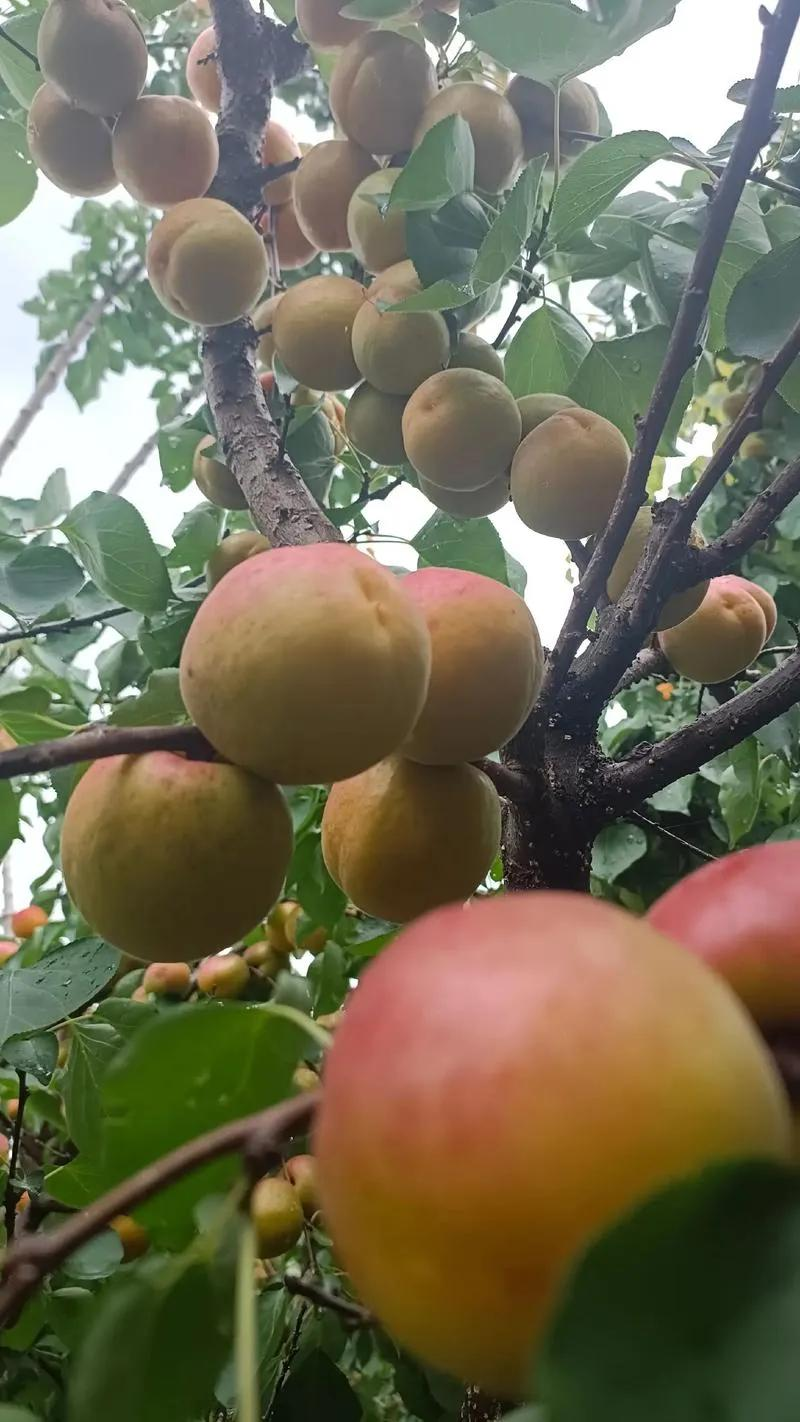 The method of planting the seedlings of yang
