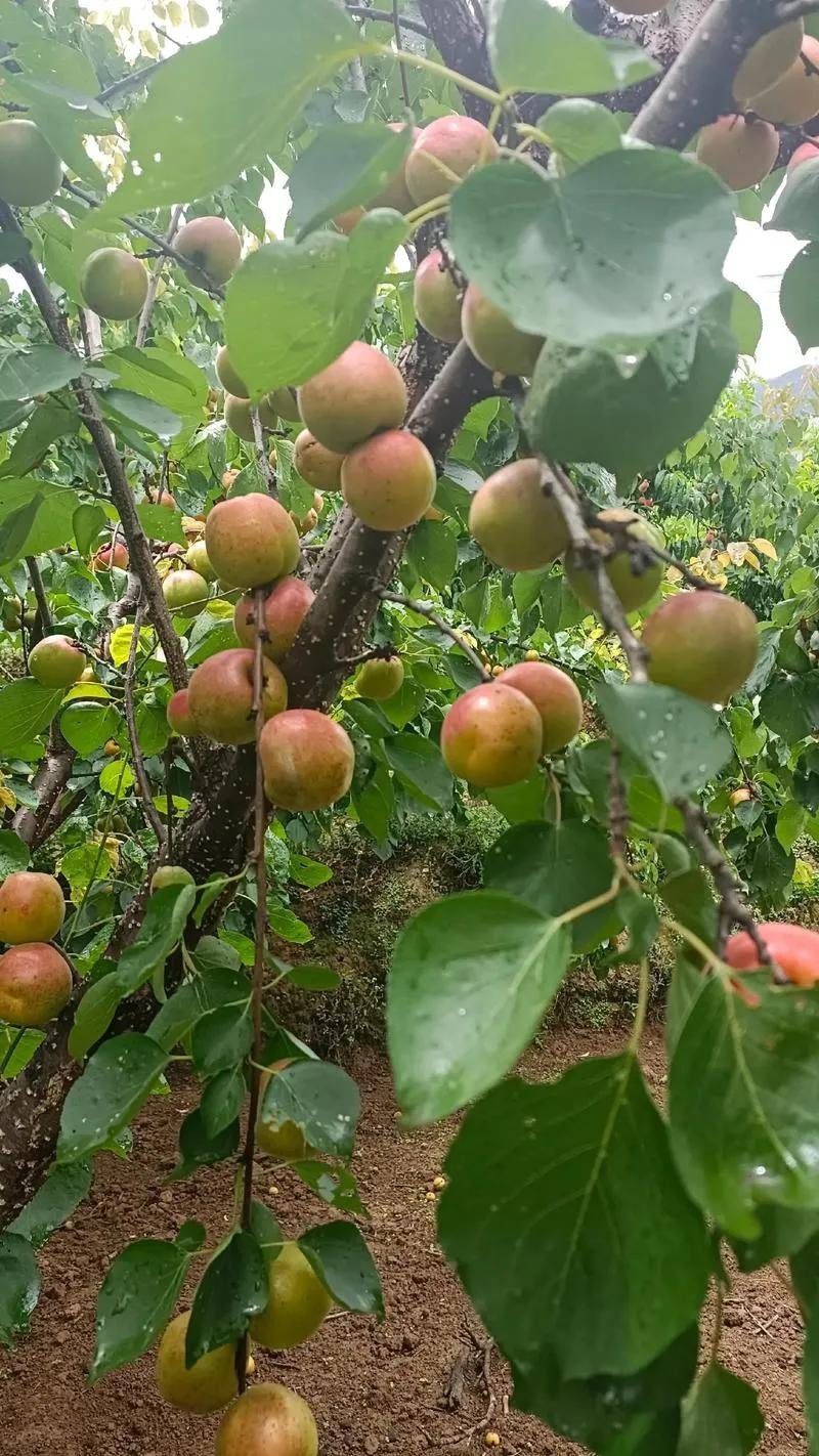The method of planting the seedlings of yang