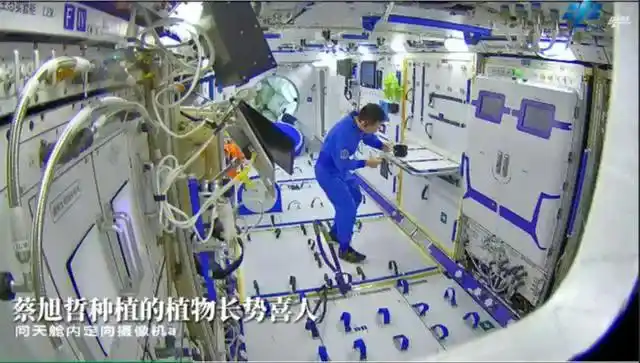 月球种植蔬菜图片