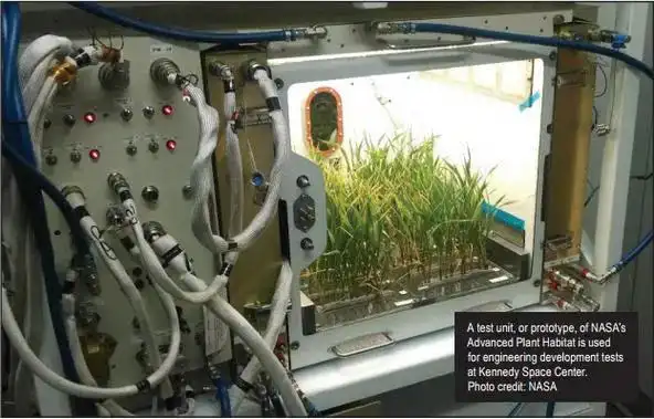 月球种植蔬菜图片