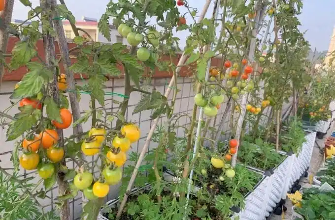 Family balcony gardening