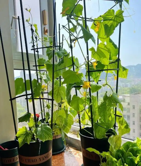 Family balcony gardening