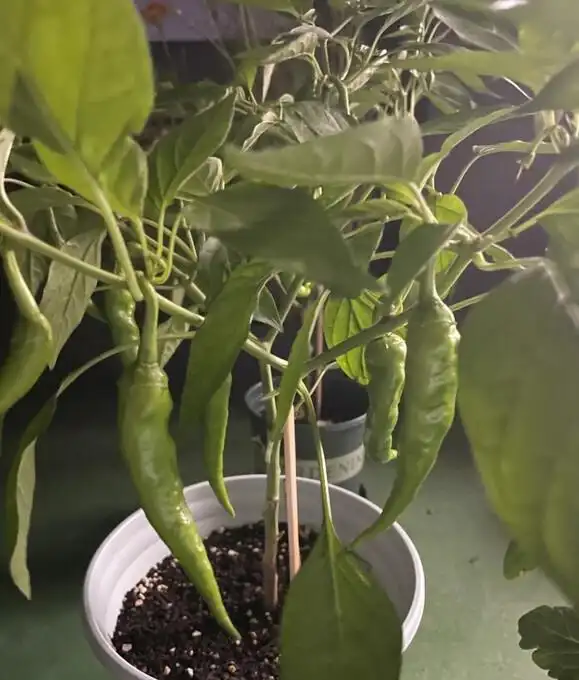 Family balcony gardening